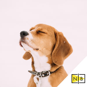 Four Weeks To a Calmer Mind and Healthier Productivity - 11:11 Supply